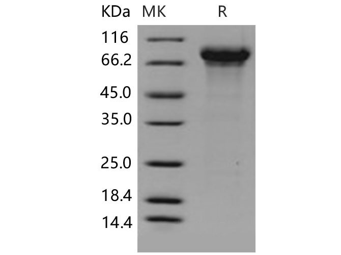 Валидация Elabscience PKSM040662(4645)