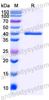 Валидация SDS-PAGE - AntibodySystem RGK26502