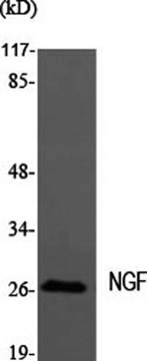 Валидация Elabscience E-AB-32239