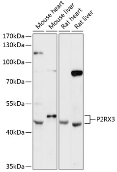 Валидация Elabscience E-AB-90542