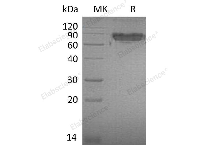 Валидация Elabscience PKSM040565(4552)