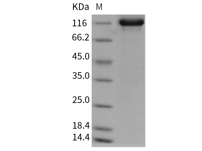Валидация Elabscience PKSR030377(5715)