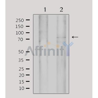 Валидация Affinity DF3056 - 13790