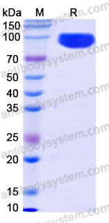 EHC19401, SDS-PAGE