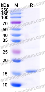 YHF80802, SDS-PAGE