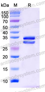 EHE20401, SDS-PAGE