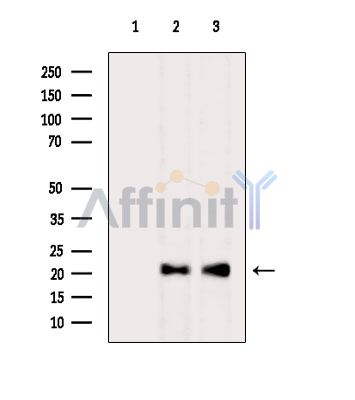 Валидация Affinity DF3657 - 14650