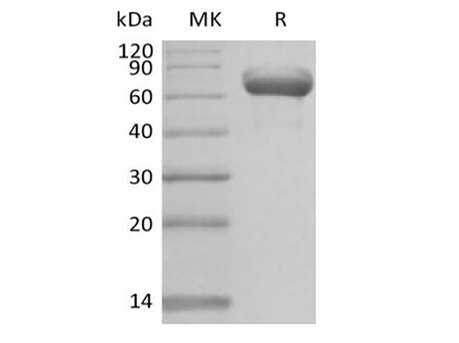 Валидация Elabscience PKSH033945(4174)