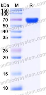 EHH44601, SDS-PAGE