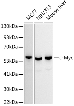 Валидация Elabscience E-AB-68295