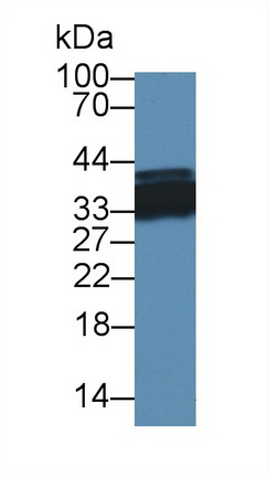 12606