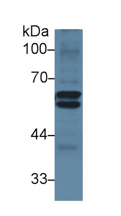 13595