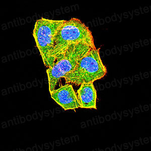 Валидация IF - AntibodySystem RHJ10601
