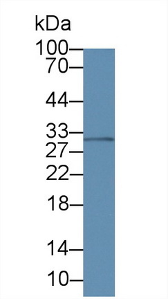 14825