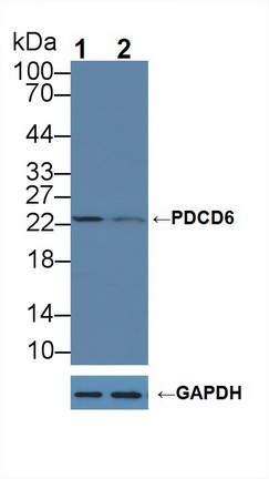 12261