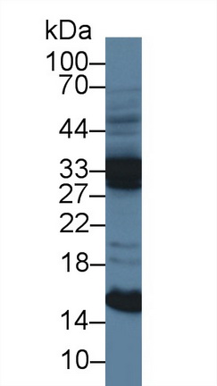 12688