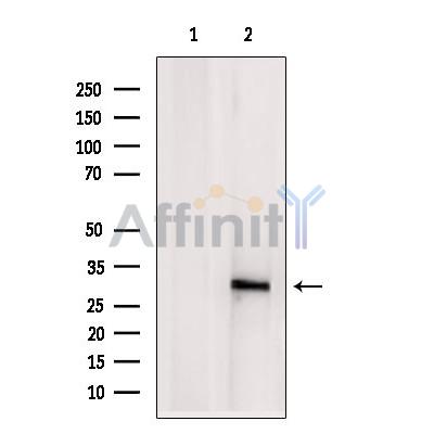 Валидация Affinity DF4052 - 15315