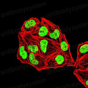 Валидация IF - AntibodySystem RHE40505