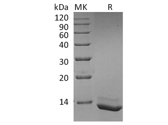 Валидация Elabscience PKSH033630(3916)