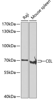 Валидация Elabscience E-AB-62668