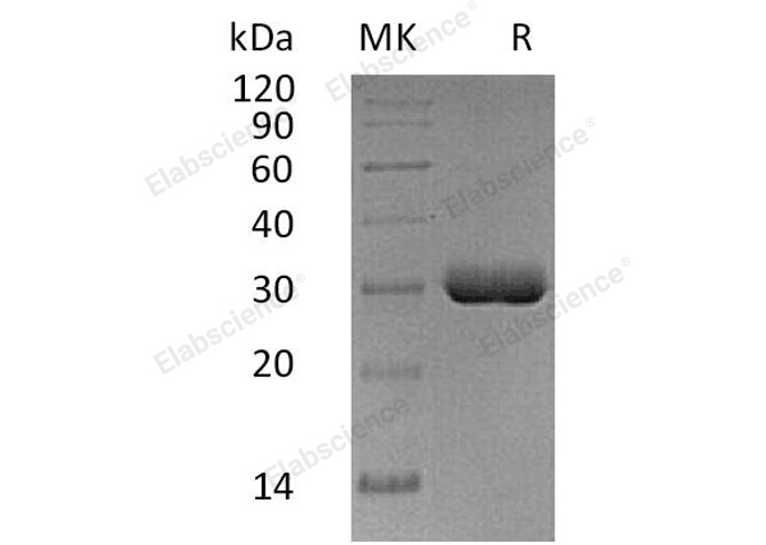 Валидация Elabscience PKSH032133(2667)