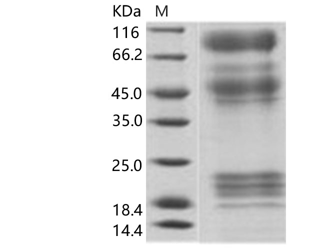 Валидация Elabscience PKSV030151(5928)