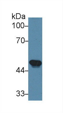 13694