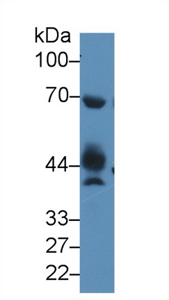 14602