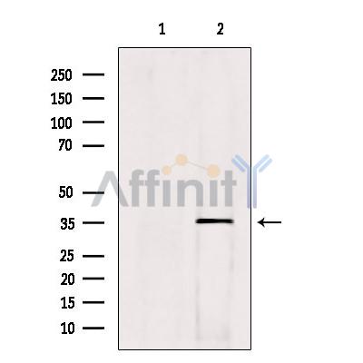 Валидация Affinity DF9582 - 22271