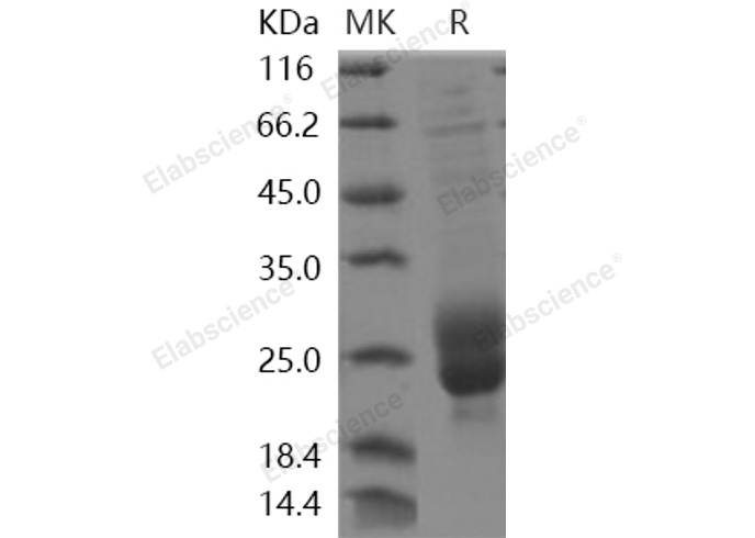 Валидация Elabscience PKSH031969(2544)
