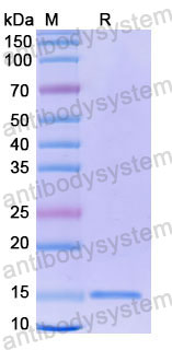 Валидация SDS-PAGE - AntibodySystem RHE16602