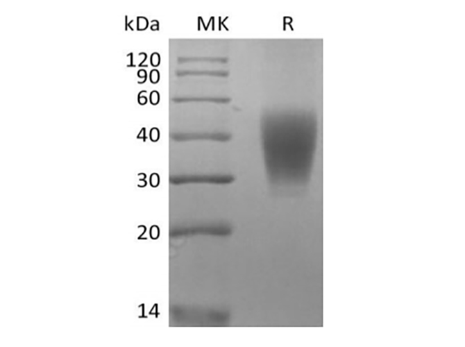 Валидация Elabscience PKSQ050108(5476)