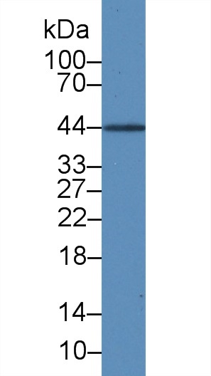 10698