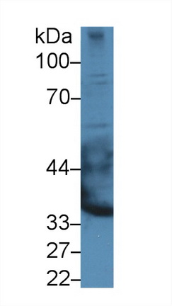 9816