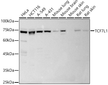 Валидация Elabscience E-AB-92928