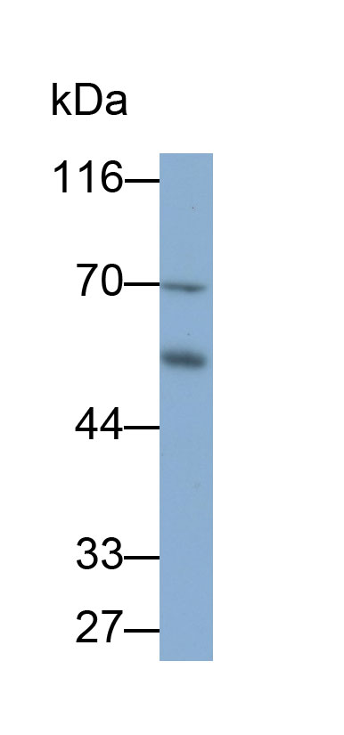 31029