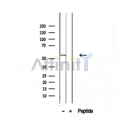 Валидация Affinity DF12475 - 7029