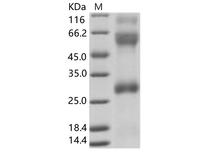 Валидация Elabscience PKSV030150(5927)