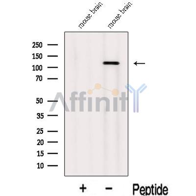 Валидация Affinity DF13092 - 7979