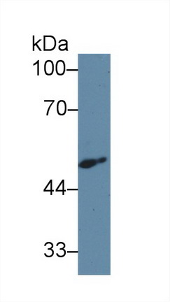 14947
