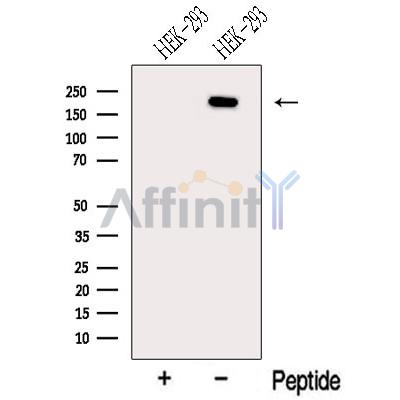 Валидация Affinity DF13176 - 8153