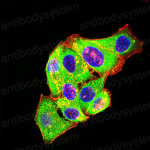 Валидация IF - AntibodySystem RHG91002