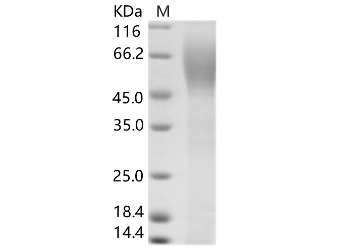 Валидация Elabscience PKSV030176(5953)