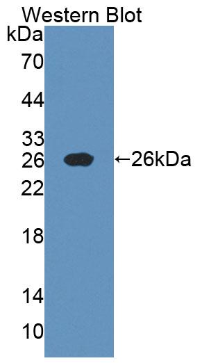 59549