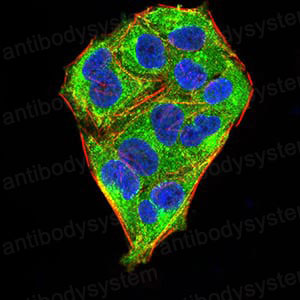 Валидация IF - AntibodySystem RHE84004