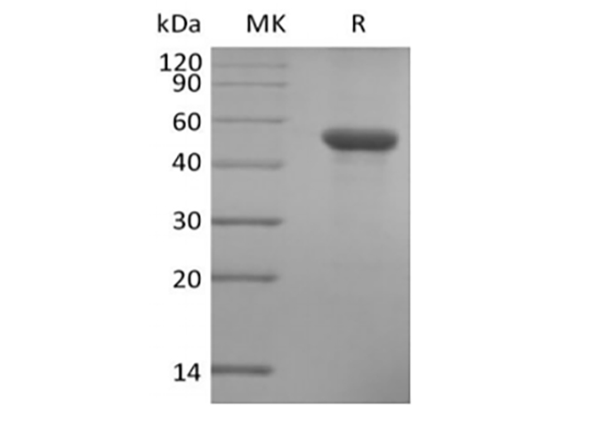 Валидация Elabscience PKSH034056(4286)