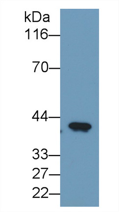 24502