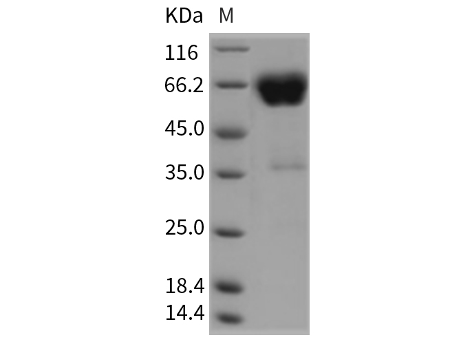 Валидация Elabscience PKSR030346(5687)