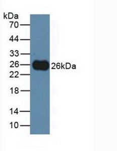 5229