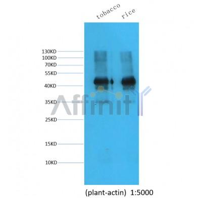 Валидация Affinity BF0710 - 5381